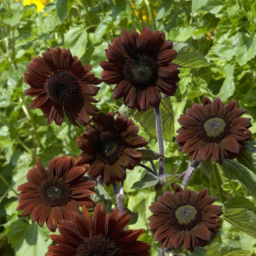 Girassol F1 Claret em sementes (Floração)