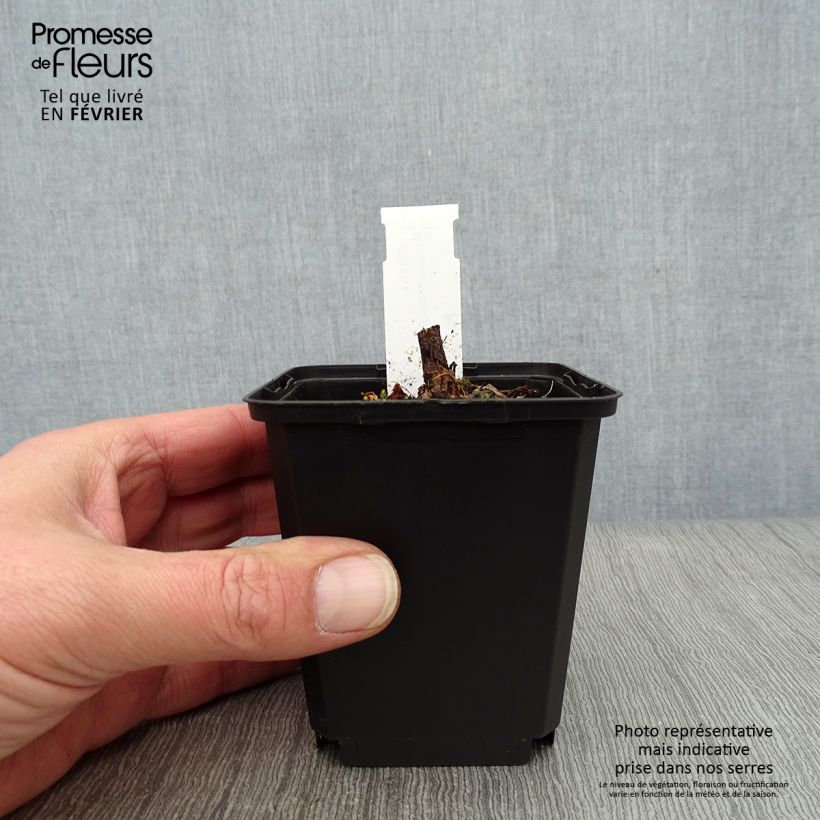 Amostra de Helianthus atrorubens Monarch Vaso de 8/9 cm tal como entregue no inverno