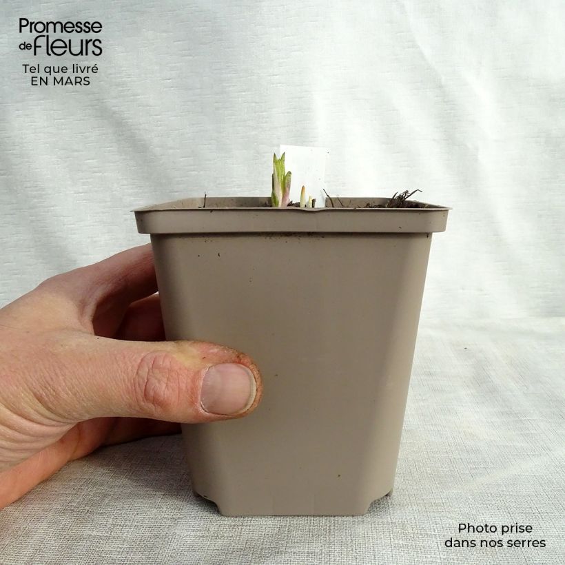 Amostra de Helianthus atrorubens Monarch Vaso de 8/9 cm tal como entregue na primavera