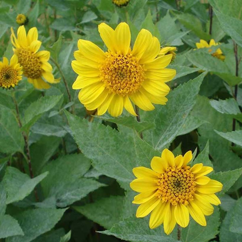 Helianthus decapetalus Capenoch Star (Floração)
