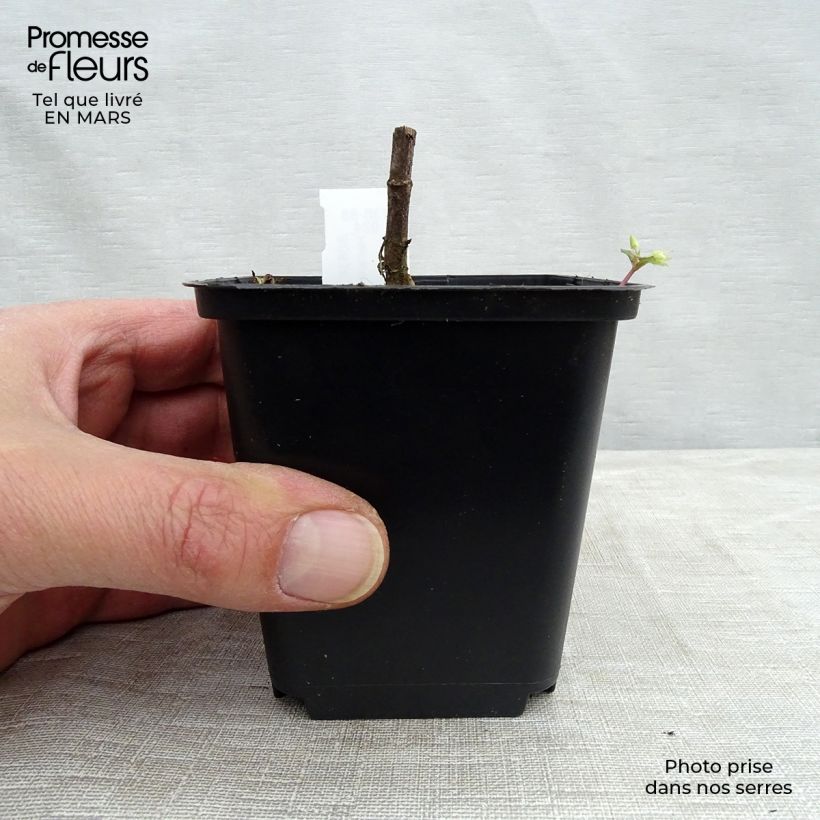 Amostra de Helianthus decapetalus Capenoch Star - Soleil vivace Vaso de 8/9 cm tal como entregue no inverno