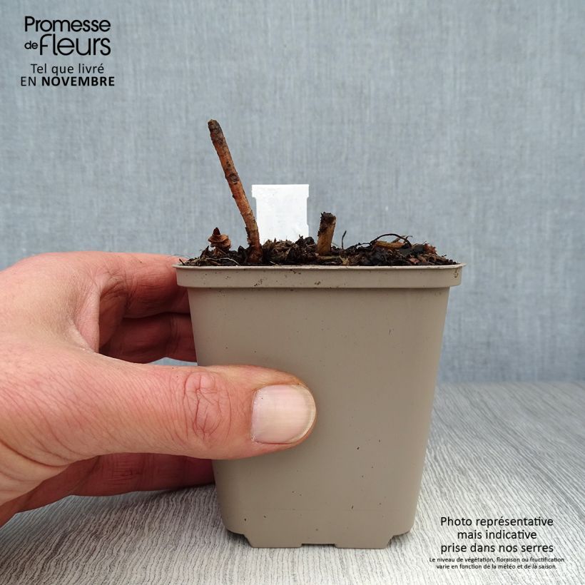 Amostra de Helianthus decapetalus Plenus Vaso de 8/9 cm tal como entregue no outono