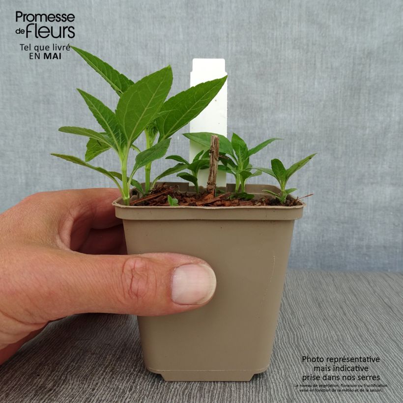 Amostra de Helianthus decapetalus Plenus Vaso de 8/9 cm tal como entregue na primavera