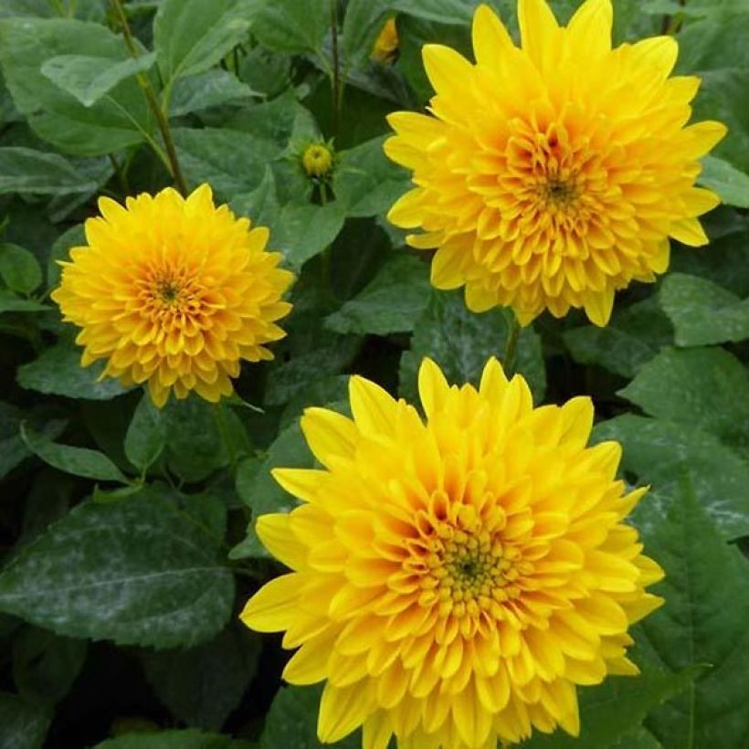 Helianthus decapetalus Soleil d'Or (Floração)