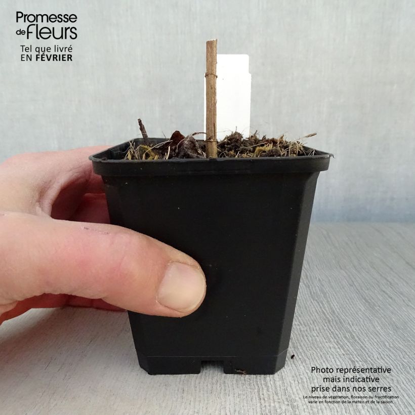 Amostra de Helianthus decapetalus Soleil d'Or - Soleil vivace Vaso de 8/9 cm tal como entregue no inverno
