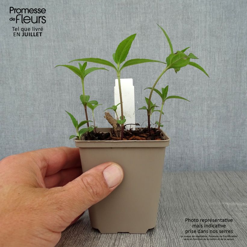 Amostra de Helianthus giganteus Sheila's Sunshine Vaso de 8/9 cm tal como entregue no verão