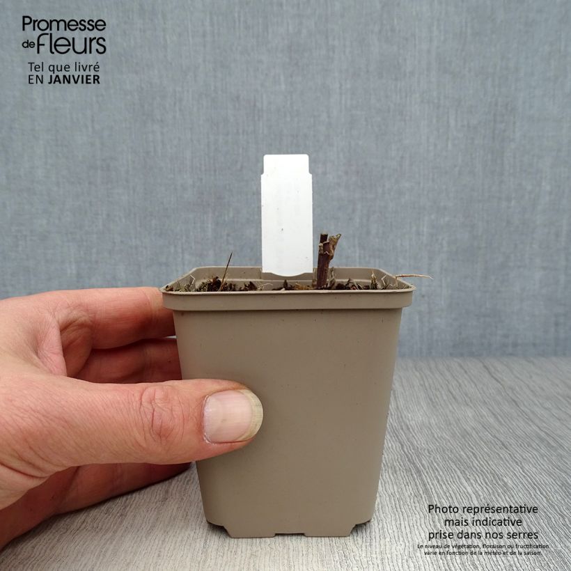 Amostra de Helianthus giganteus Sheila's Sunshine Vaso de 8/9 cm tal como entregue no inverno