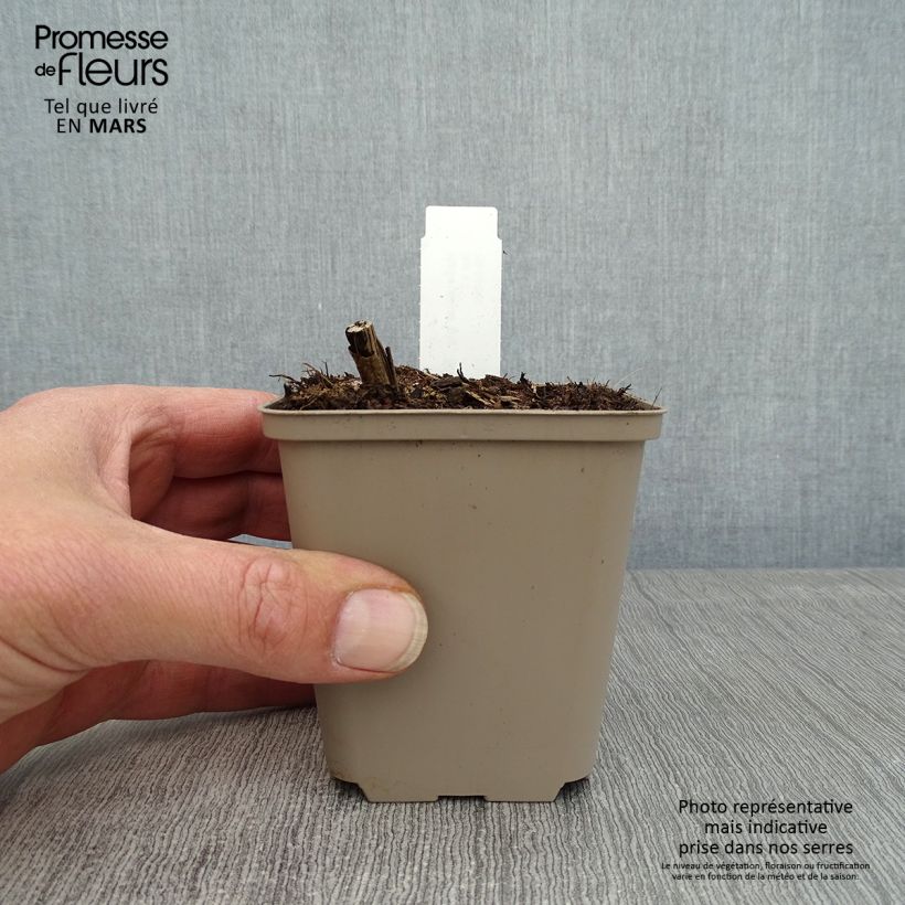 Amostra de Helianthus giganteus Sheila's Sunshine Vaso de 8/9 cm tal como entregue na primavera