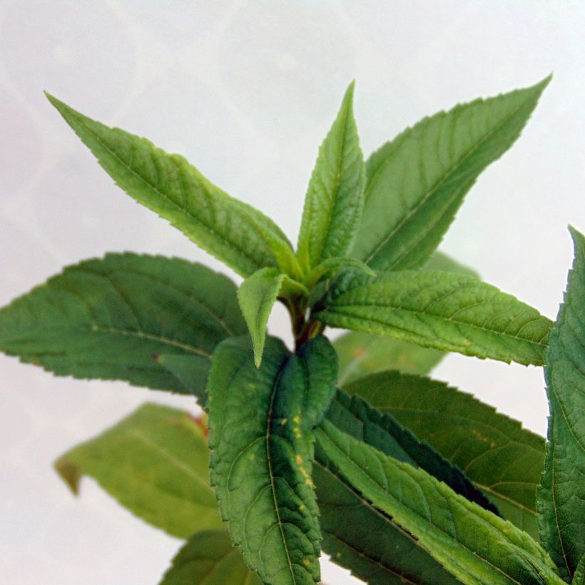 Helianthus Lemon Queen (Folhagem)