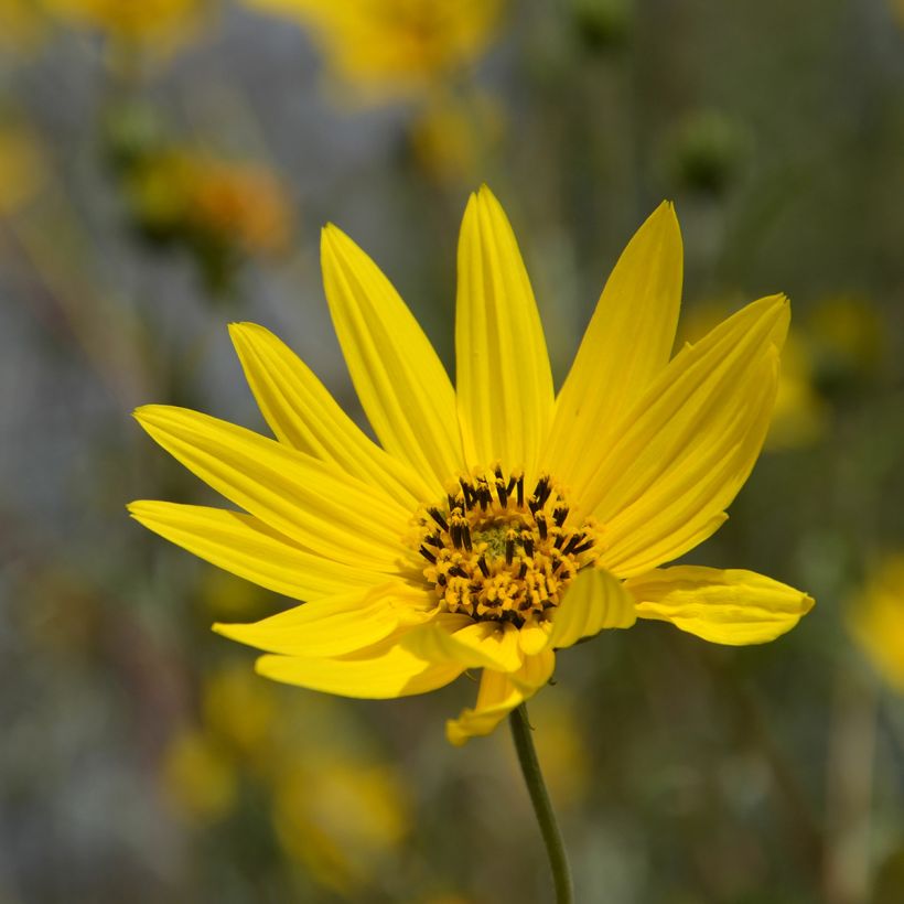 Helianthus Lemon Queen (Floração)