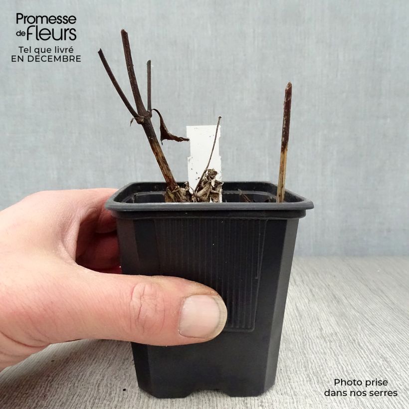 Amostra de Helianthus Lemon Queen Vaso de 8/9 cm tal como entregue no inverno