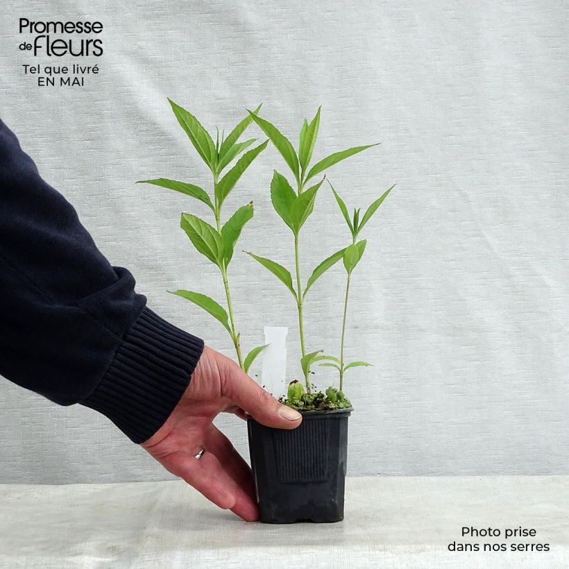 Amostra de Helianthus Lemon Queen Vaso de 8/9 cm tal como entregue na primavera