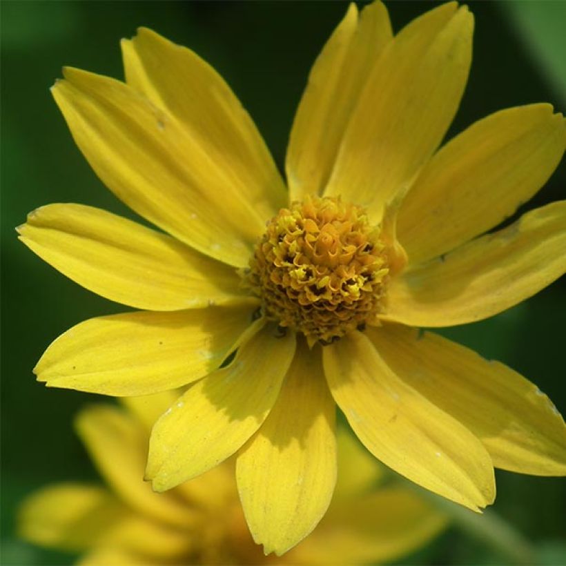 Helianthus microcephalus (Floração)