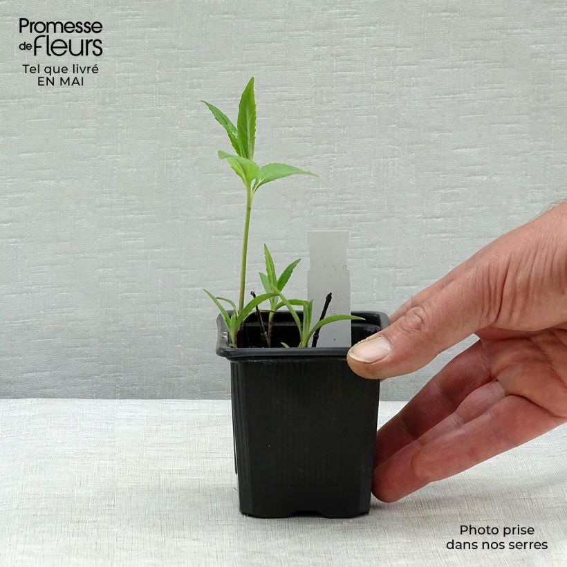 Amostra de Helianthus microcephalus Vaso de 8/9 cm tal como entregue na primavera