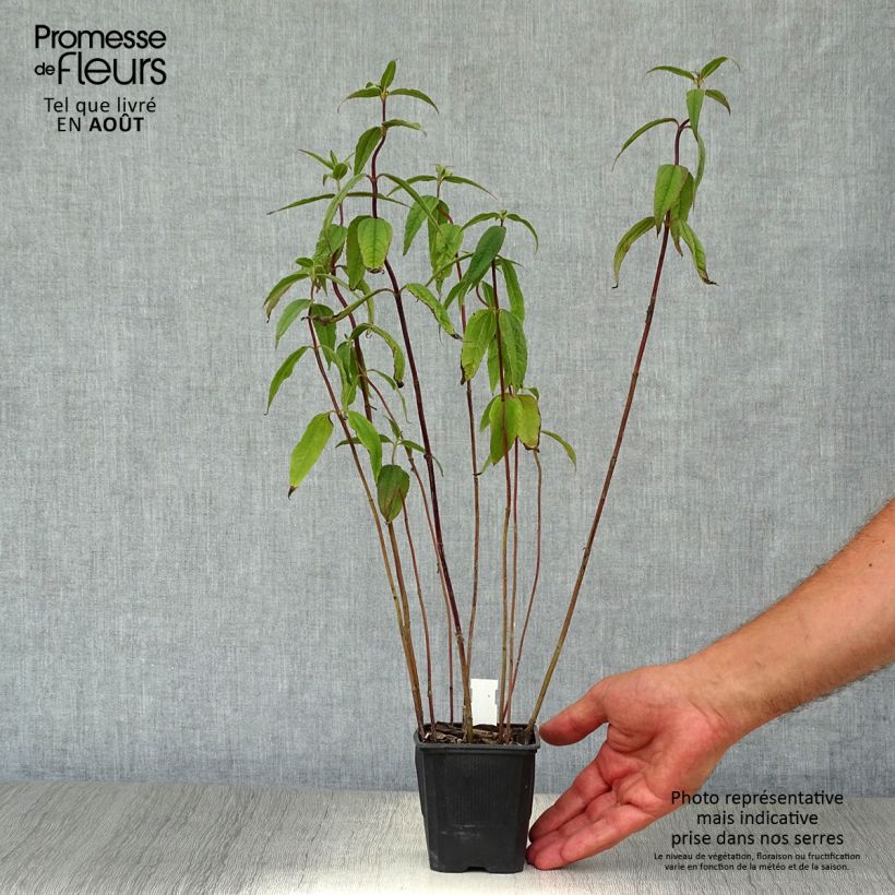 Amostra de Helianthus microcephalus Vaso de 8/9 cm tal como entregue no verão