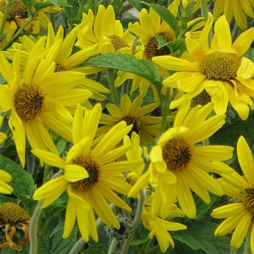 Helianthus mollis (Floração)