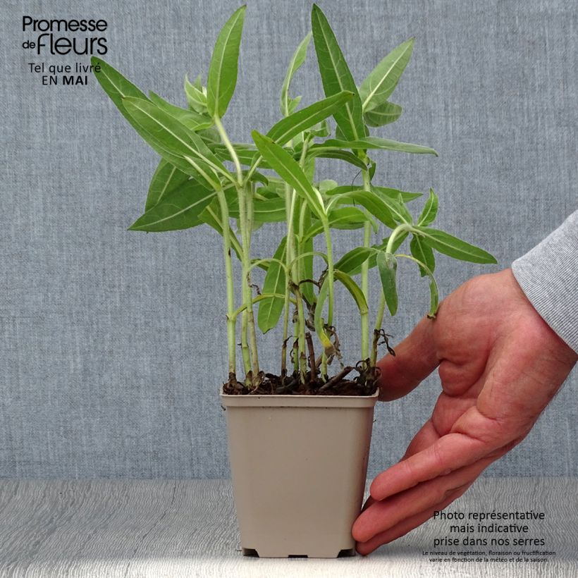 Amostra de Helianthus mollis Vaso de 8/9 cm tal como entregue na primavera