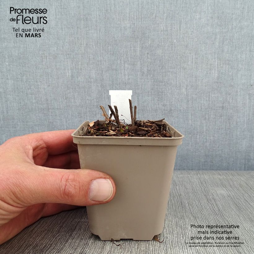 Amostra de Helianthus mollis Vaso de 8/9 cm tal como entregue no inverno