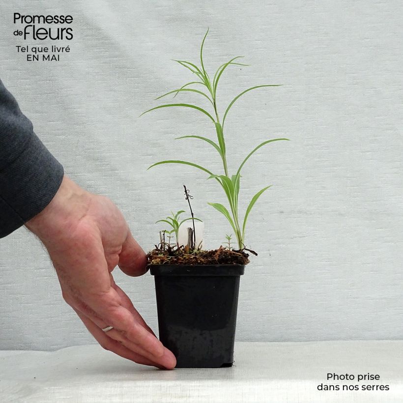 Amostra de Helianthus salicifolius Vaso de 8/9 cm tal como entregue na primavera