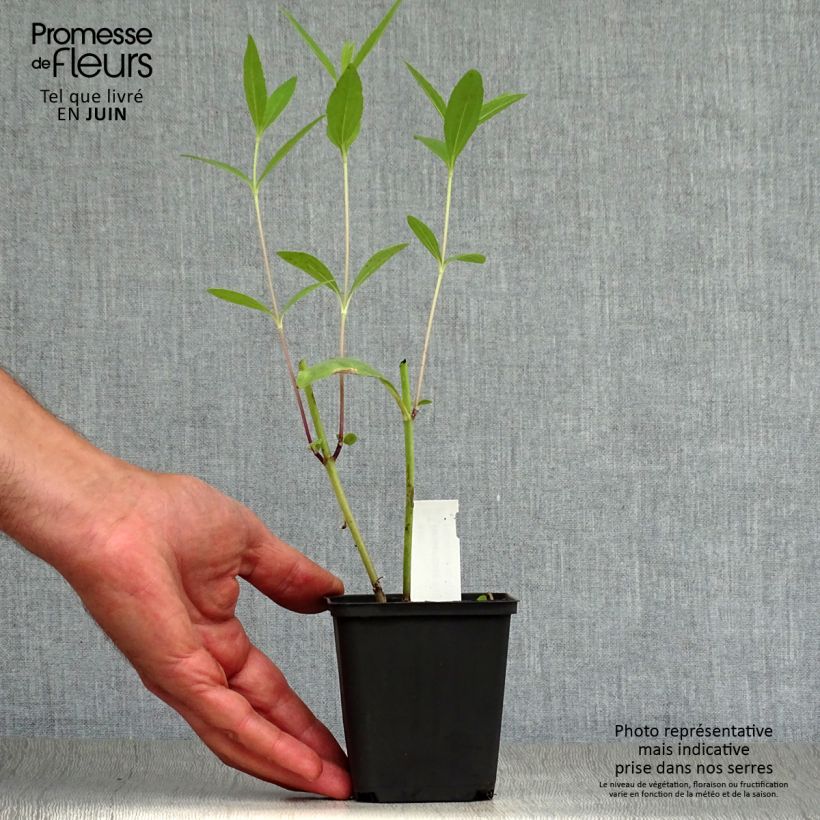 Amostra de Helianthus salicifolius Vaso de 8/9 cm tal como entregue no verão