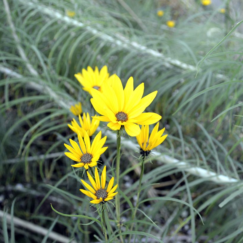 Helianthus salicifolius (Floração)