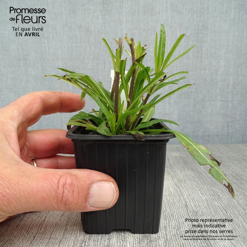 Amostra de Helianthus salicifolius Table Mountain Vaso de 8/9 cm tal como entregue na primavera