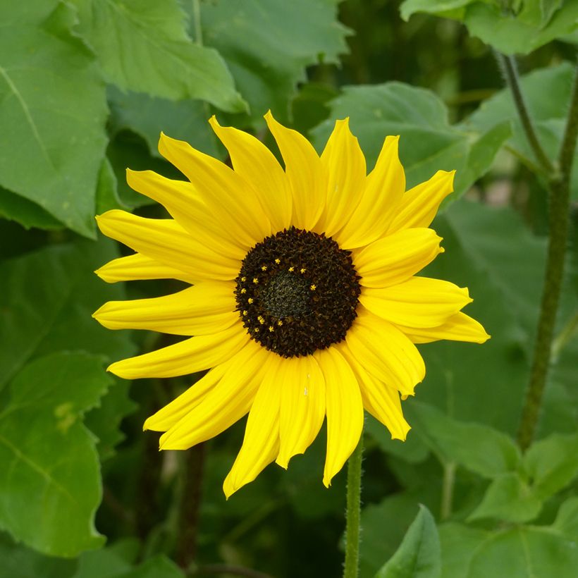 Helianthus debilis subsp. cucumerifolius Stella em sementes (Floração)