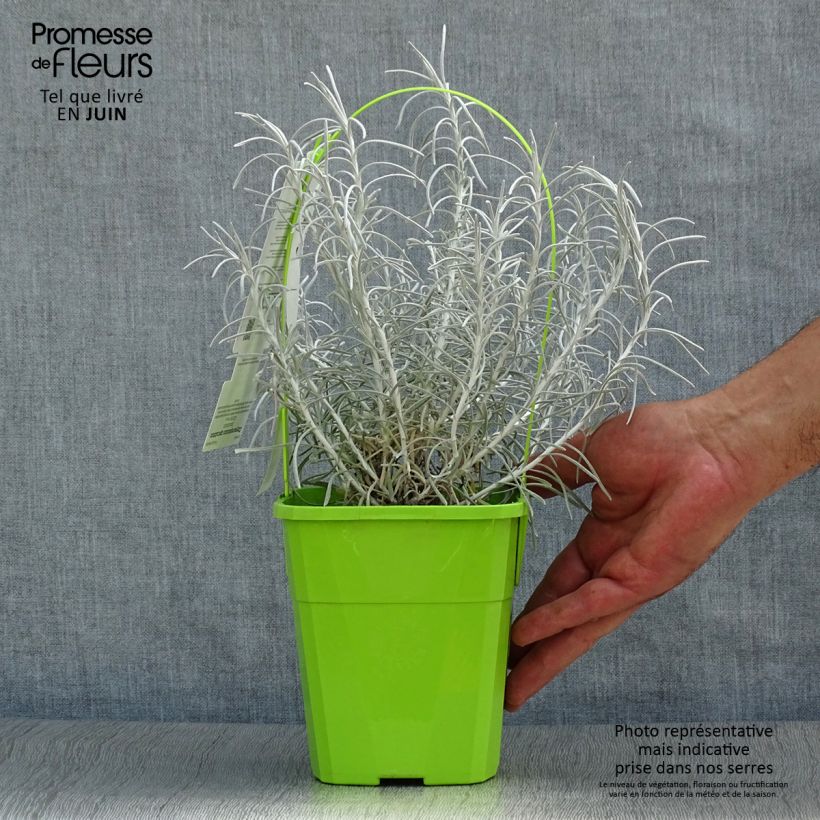 Amostra de Helichrysum italicum Korma Vaso de 2 L/3 L tal como entregue no verão