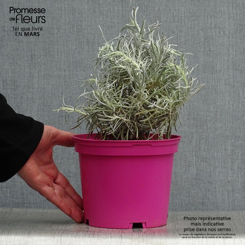 Amostra de Helichrysum italicum Korma Vaso de 2 L/3 L tal como entregue na primavera