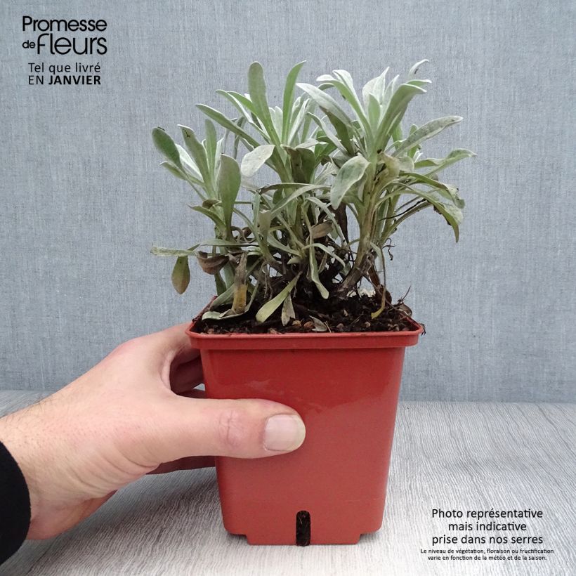 Amostra de Helichrysum Red Jewel - Immortelle hybride Pot de 1L/1,5L tal como entregue no inverno