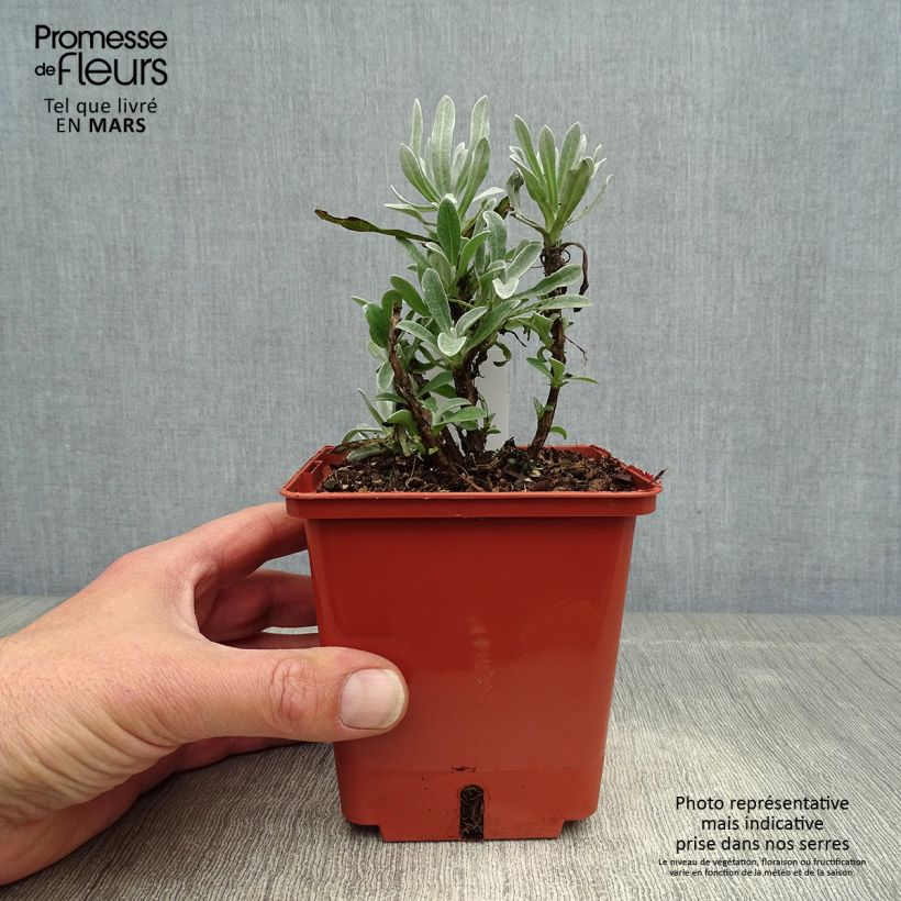 Amostra de Helichrysum Red Jewel Vaso de 1 L/1,5 L tal como entregue na primavera