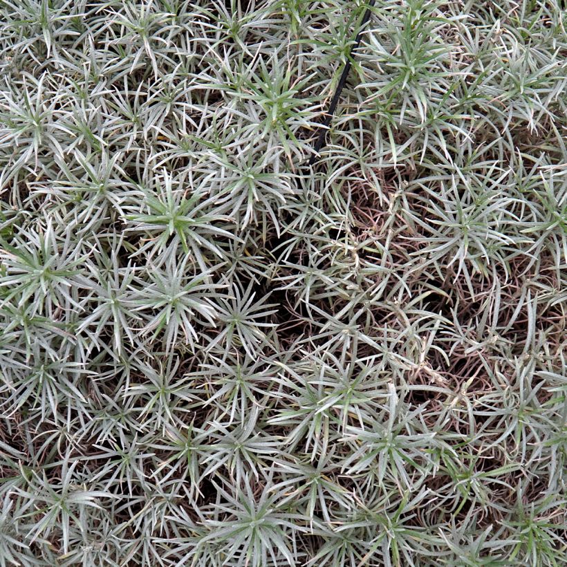 Helichrysum angustifolium Tall Curry (Folhagem)