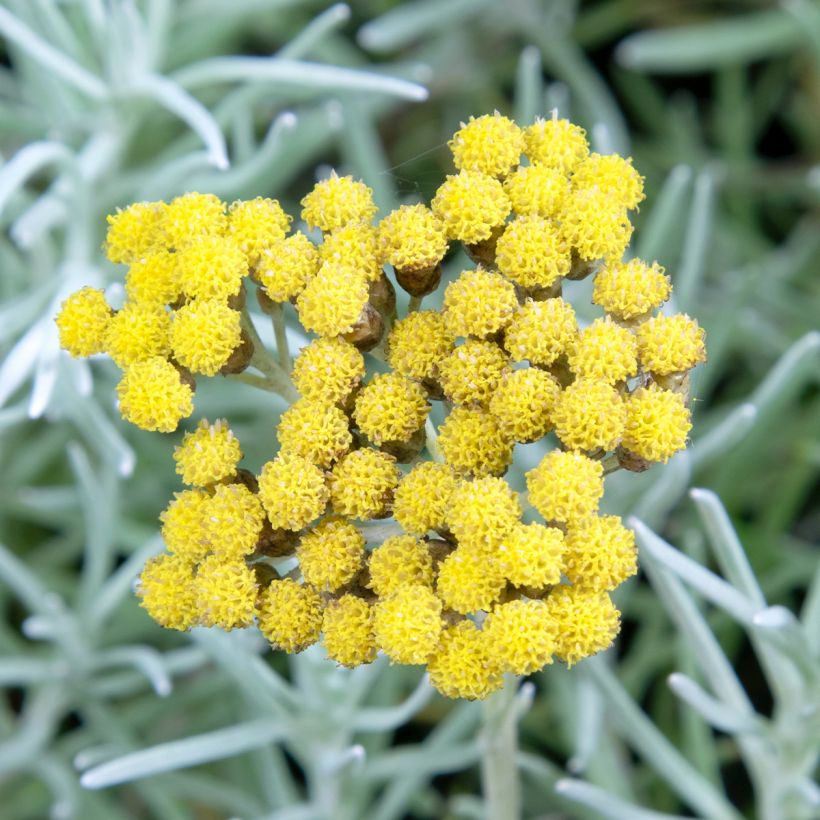 Helichrysum angustifolium Tall Curry (Floração)
