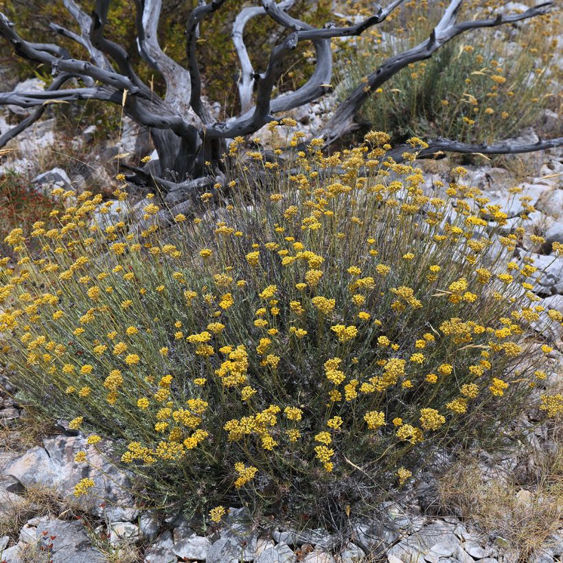 Erva-do-caril Bio plantas jovens (Hábito)