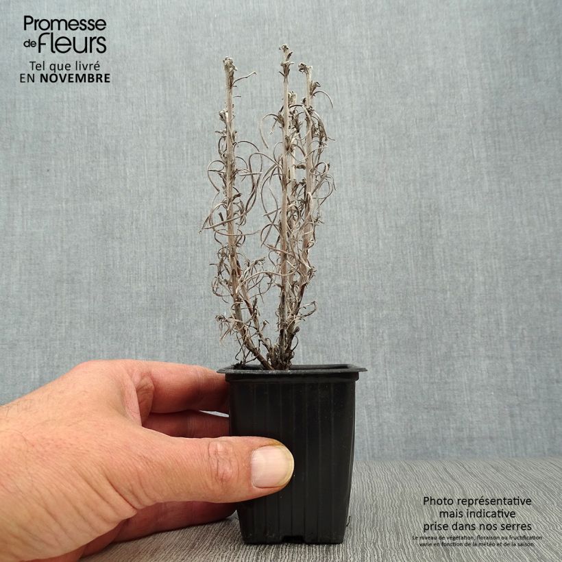 Amostra de Helichrysum italicum Vaso de 7/8 cm tal como entregue no outono