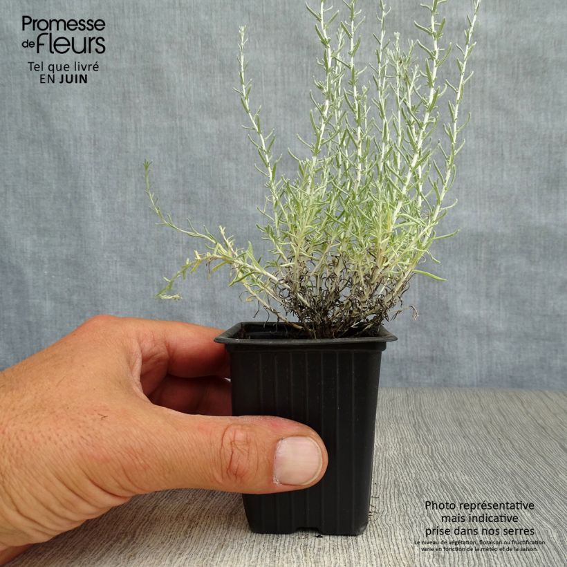 Amostra de Helichrysum italicum Vaso de 7/8 cm tal como entregue no verão