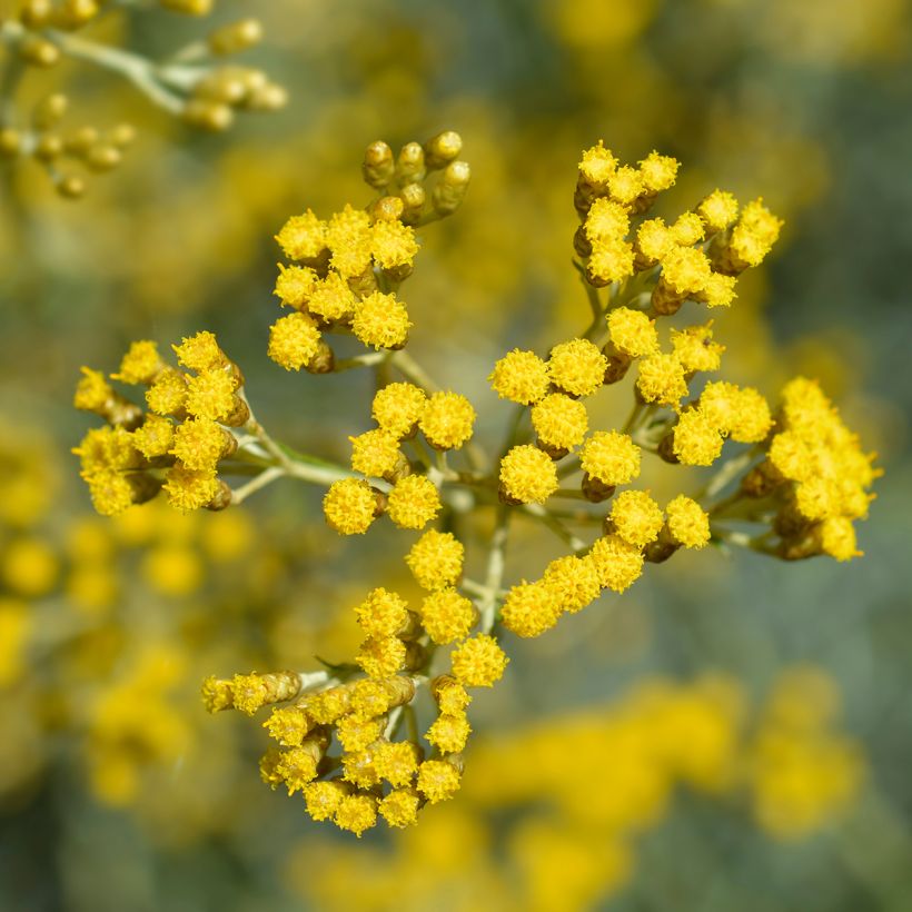 Helichrysum italicum (Floração)