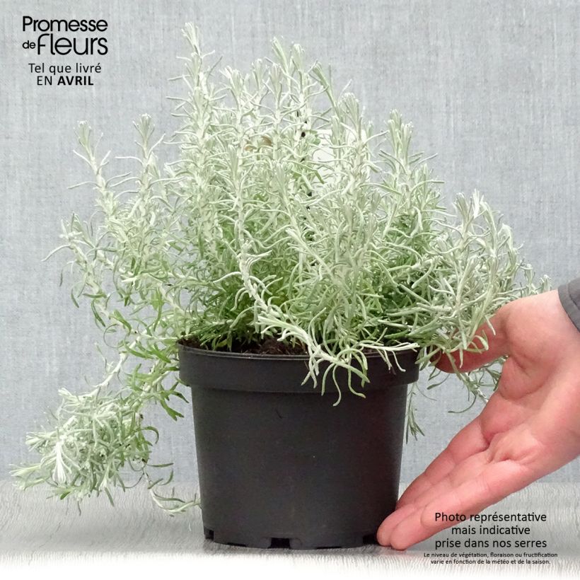 Amostra de Helichrysum italicum ssp. microphyllum - Plante curry Pot de 1,5L/2L tal como entregue na primavera