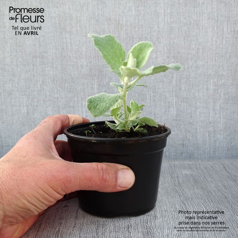 Amostra de Helichrysum petiolare Silver Vaso de 8/9 cm tal como entregue na primavera