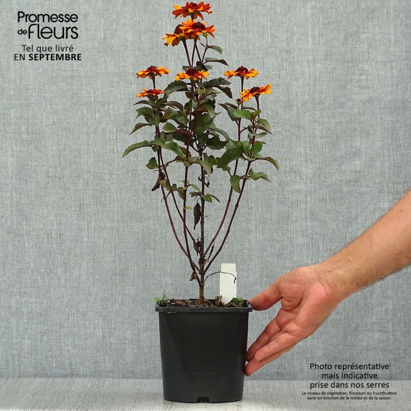 Amostra de Heliopsis helianthoides Luna Roja Vaso de 2 L/3 L tal como entregue no outono