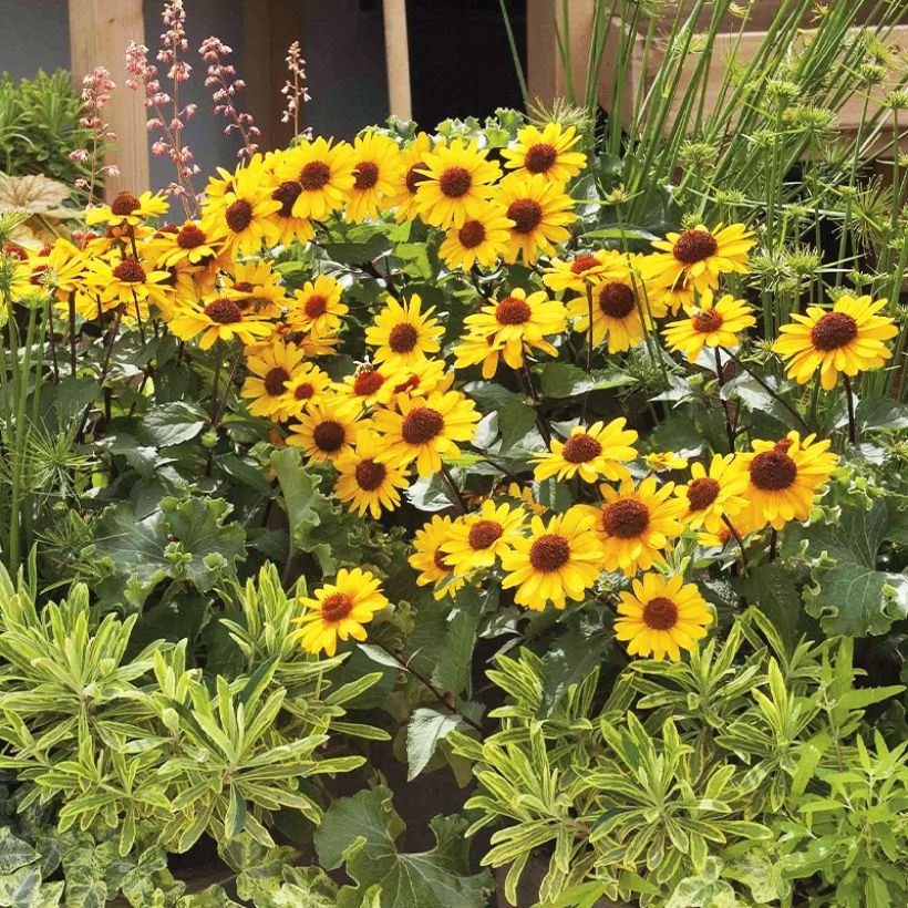 Heliopsis helianthoides Punto Rosso (Hábito)