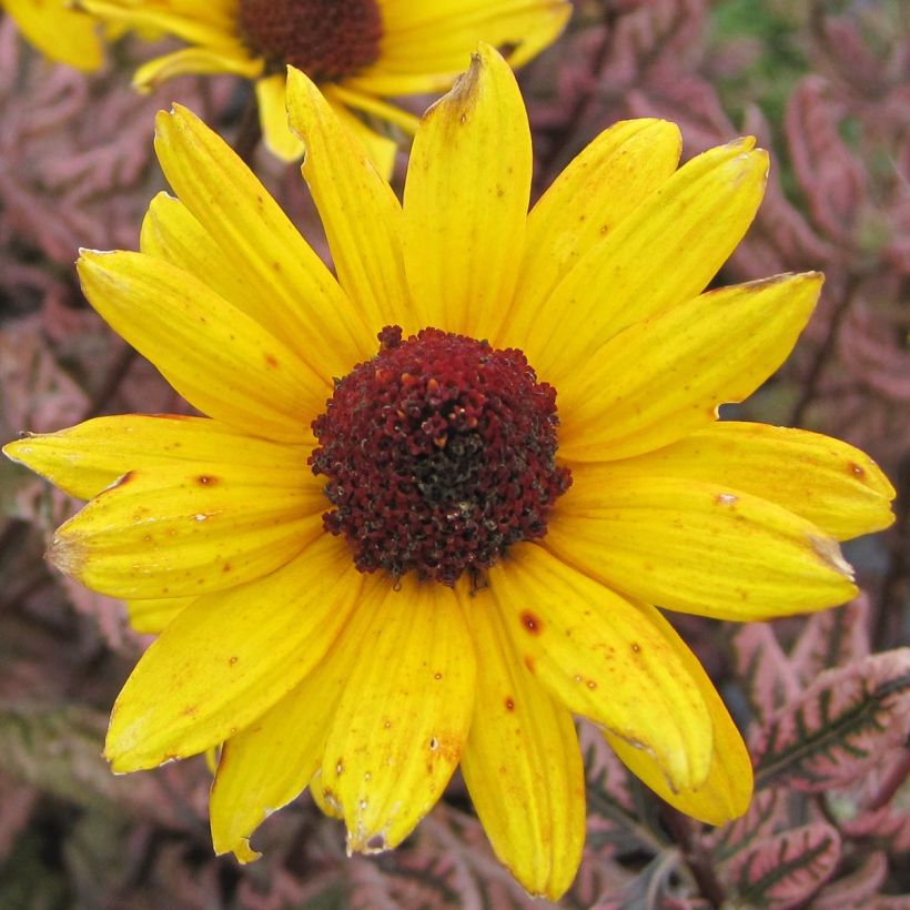 Heliopsis helianthoides Summer Pink (Floração)
