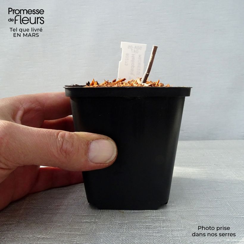 Amostra de Heliopsis helianthoides Summer Pink Vaso de 8/9 cm tal como entregue na primavera