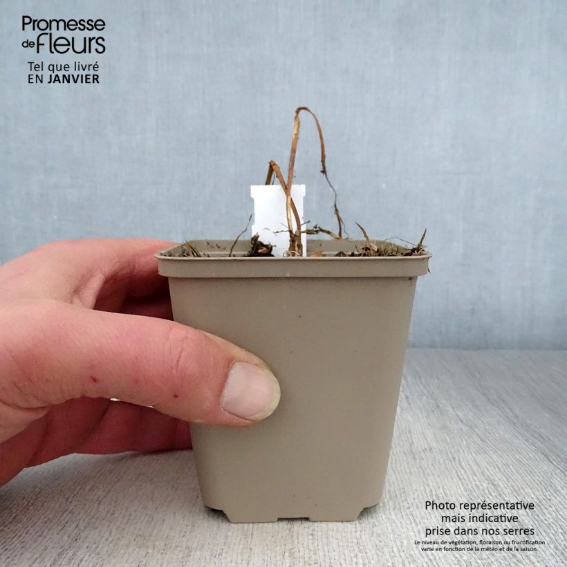 Amostra de Heliopsis helianthoides Summer Pink Vaso de 8/9 cm tal como entregue no inverno