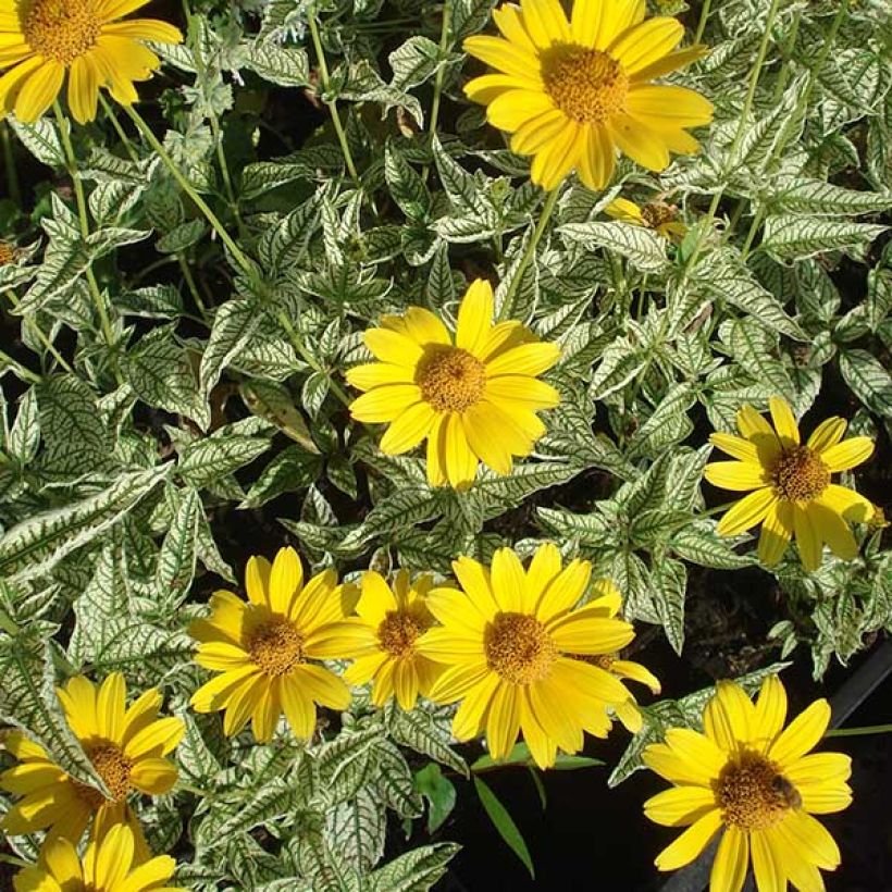 Heliopsis helianthoides Loraine Sunshine (Floração)