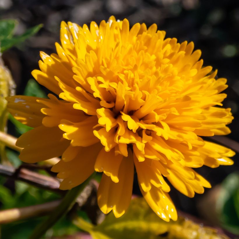 Heliopsis helianthoides Asahi (Floração)