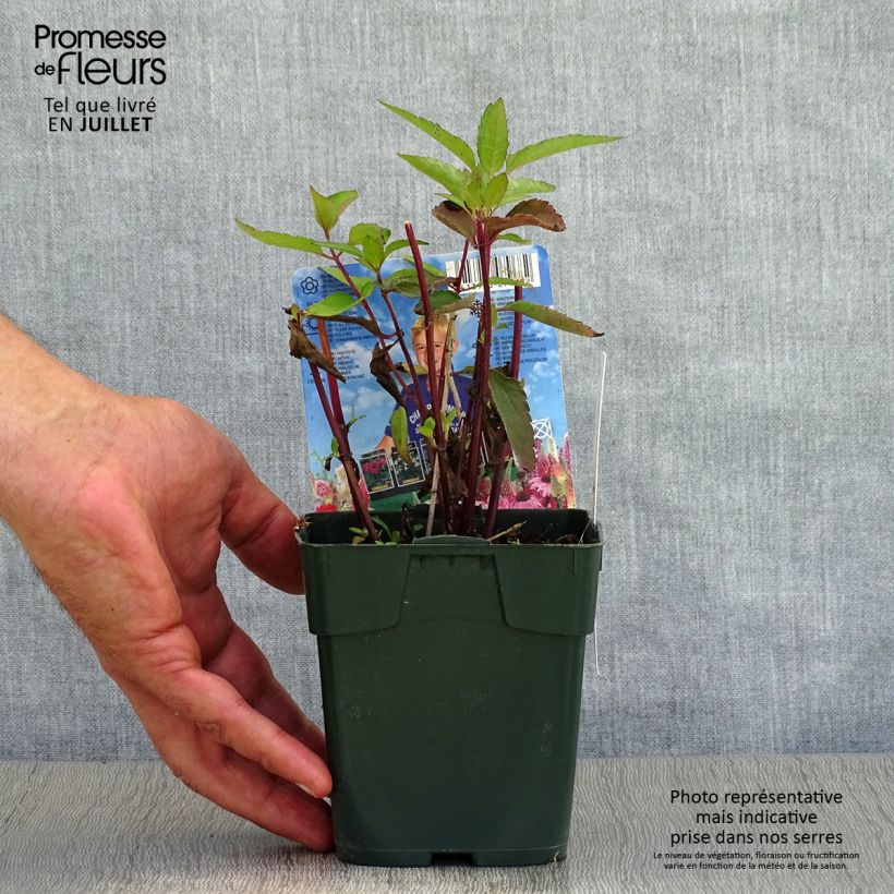 Amostra de Heliopsis helianthoides Burning Hearts Vaso de 8/9 cm tal como entregue no verão