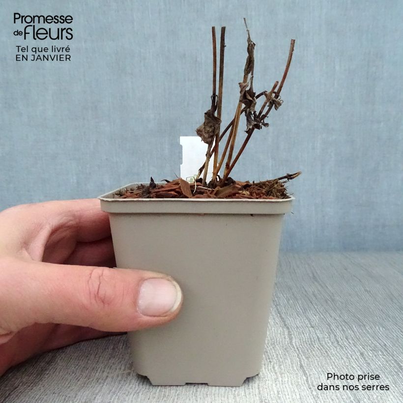 Amostra de Heliopsis helianthoides Burning Hearts - Héliopsis faux hélianthe  Vaso de 8/9 cm tal como entregue no inverno