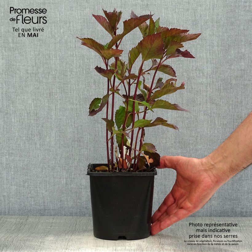 Amostra de Heliopsis helianthoides Funky Spinner Vaso de 2 L/3 L tal como entregue na primavera