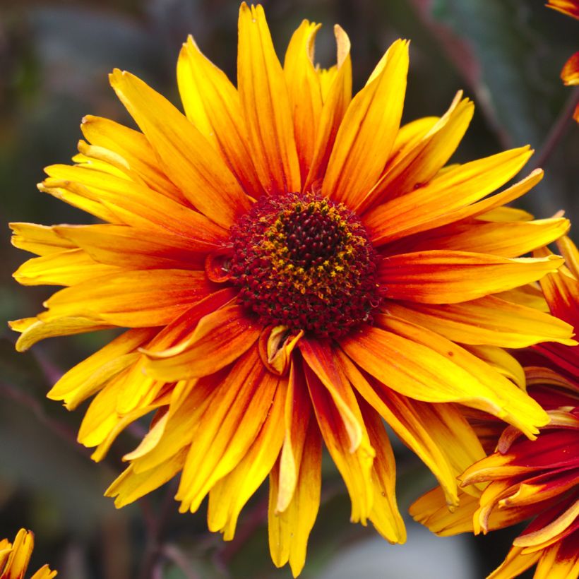 Heliopsis helianthoides Funky Spinner (Floração)